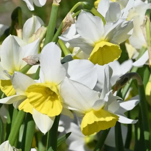White daffodils with bright yellow trumpet centers blooming among green stems in a natural outdoor setting.