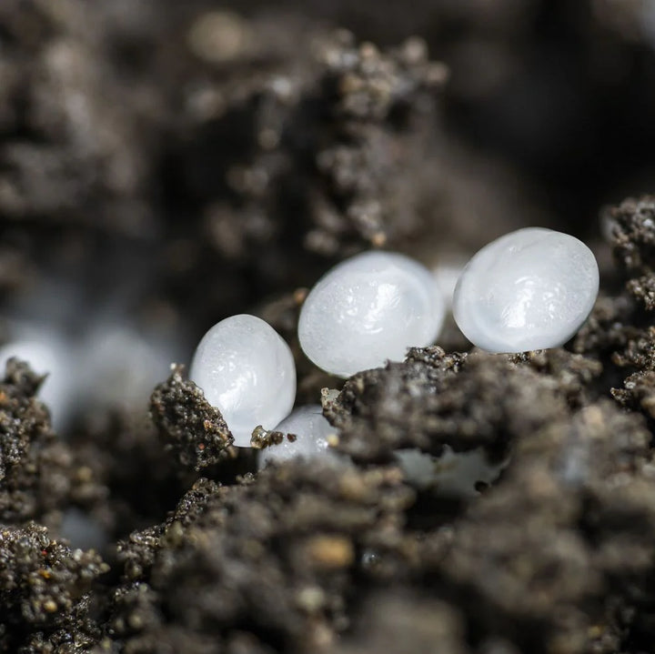 Gardening Naturally Fungus Gnat (Sciarid Fly) Nematode Pearls in soil