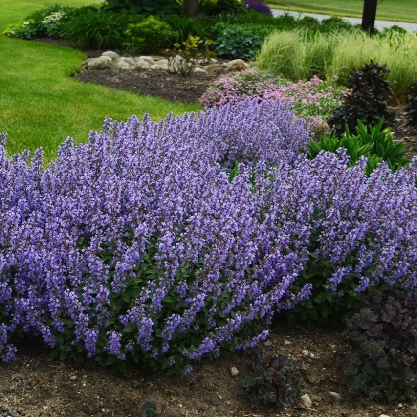 Nepeta × faassenii 'Purrsian Blue'