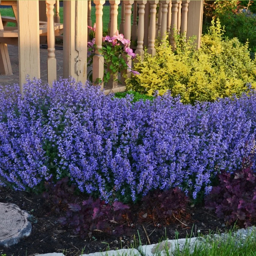Nepeta × faassenii 'Purrsian Blue'