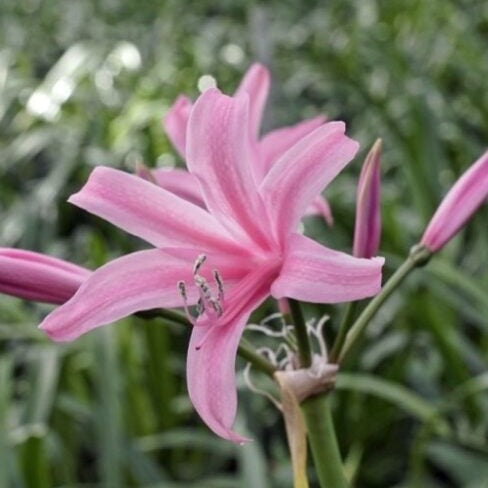 Nerine bowdenii 'Amandi'