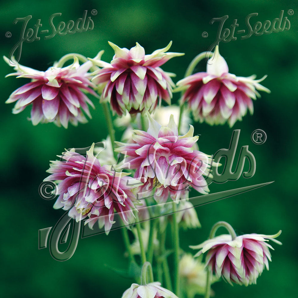 Aquilegia vulgaris var. stellata 'Nora Barlow'
