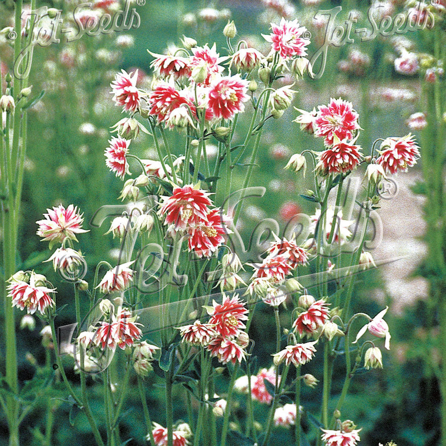Aquilegia vulgaris var. stellata 'Nora Barlow'