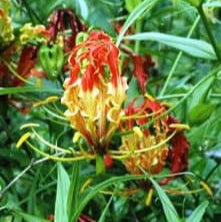 Gloriosa 'Oriental Super'