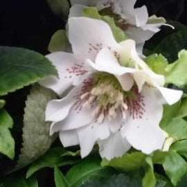 Helleborus orientalis 'Double'