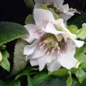 Helleborus orientalis - Double White