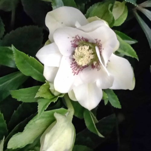 Helleborus orientalis - Double White