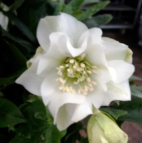 Helleborus orientalis - Double White