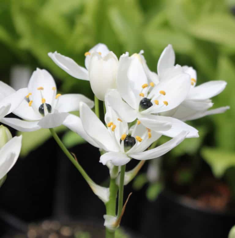 Ornithogalum arabicum