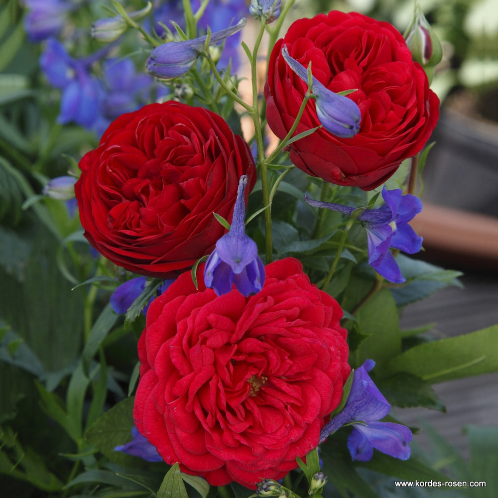 Rosa 'Calling You' (Fairytale Roses Collection)