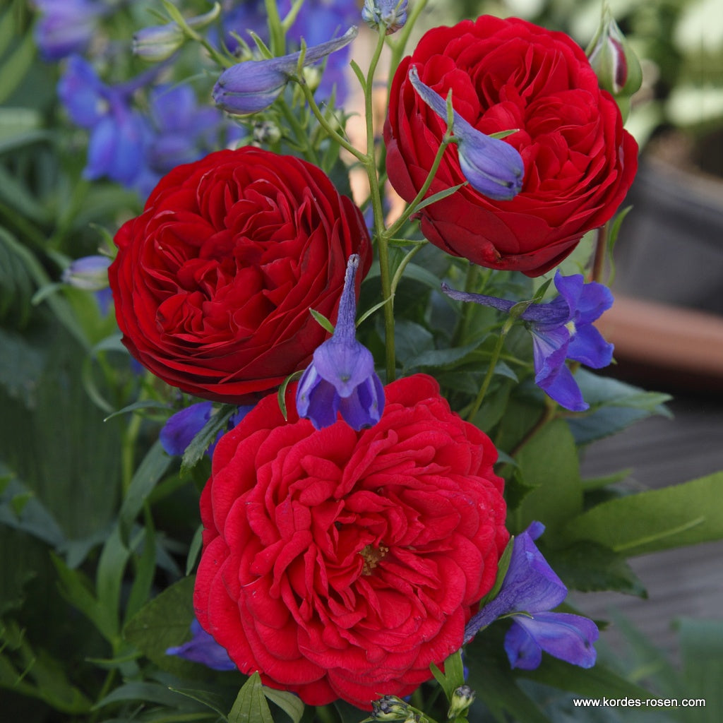 Rosa 'Calling You' (Fairytale Roses Collection)