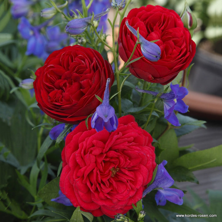 Rosa 'Calling You' (Fairytale Roses Collection)