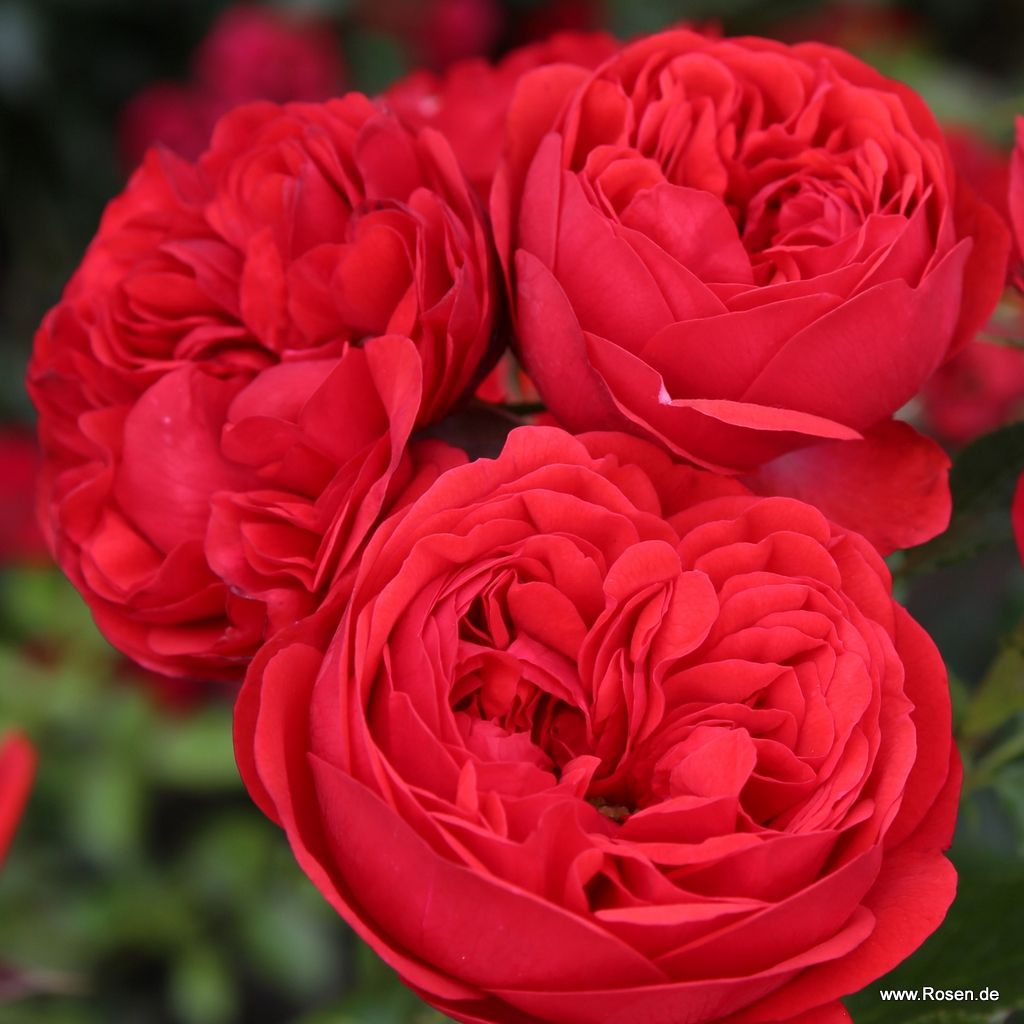 Rosa 'Calling You' (Fairytale Roses Collection)