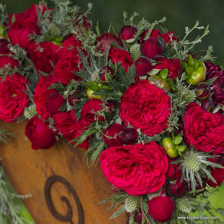 Rosa 'Calling You' (Fairytale Roses Collection)