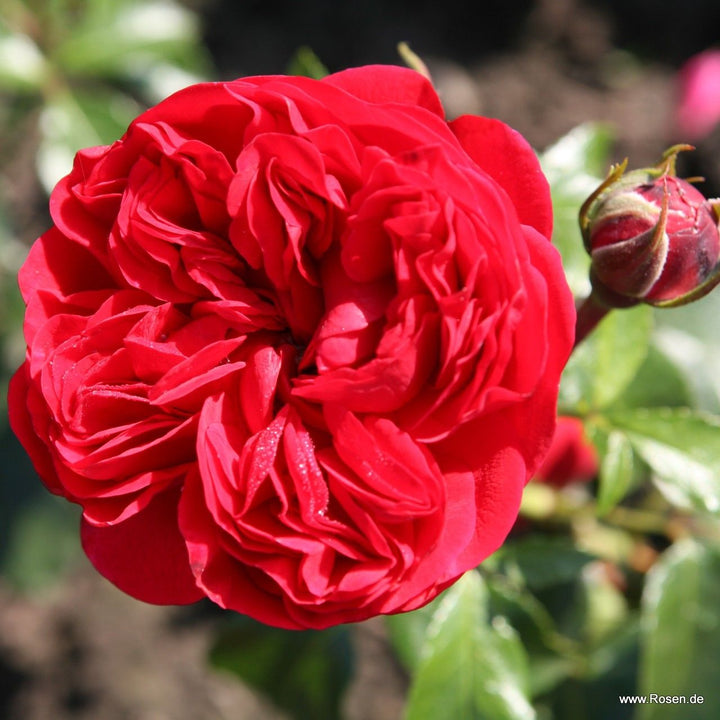 Rosa 'Calling You' (Fairytale Roses Collection)