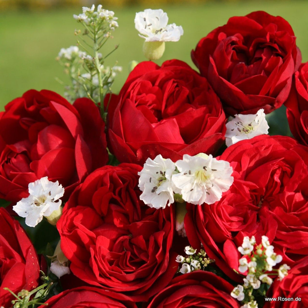 Rosa 'Calling You' (Fairytale Roses Collection)