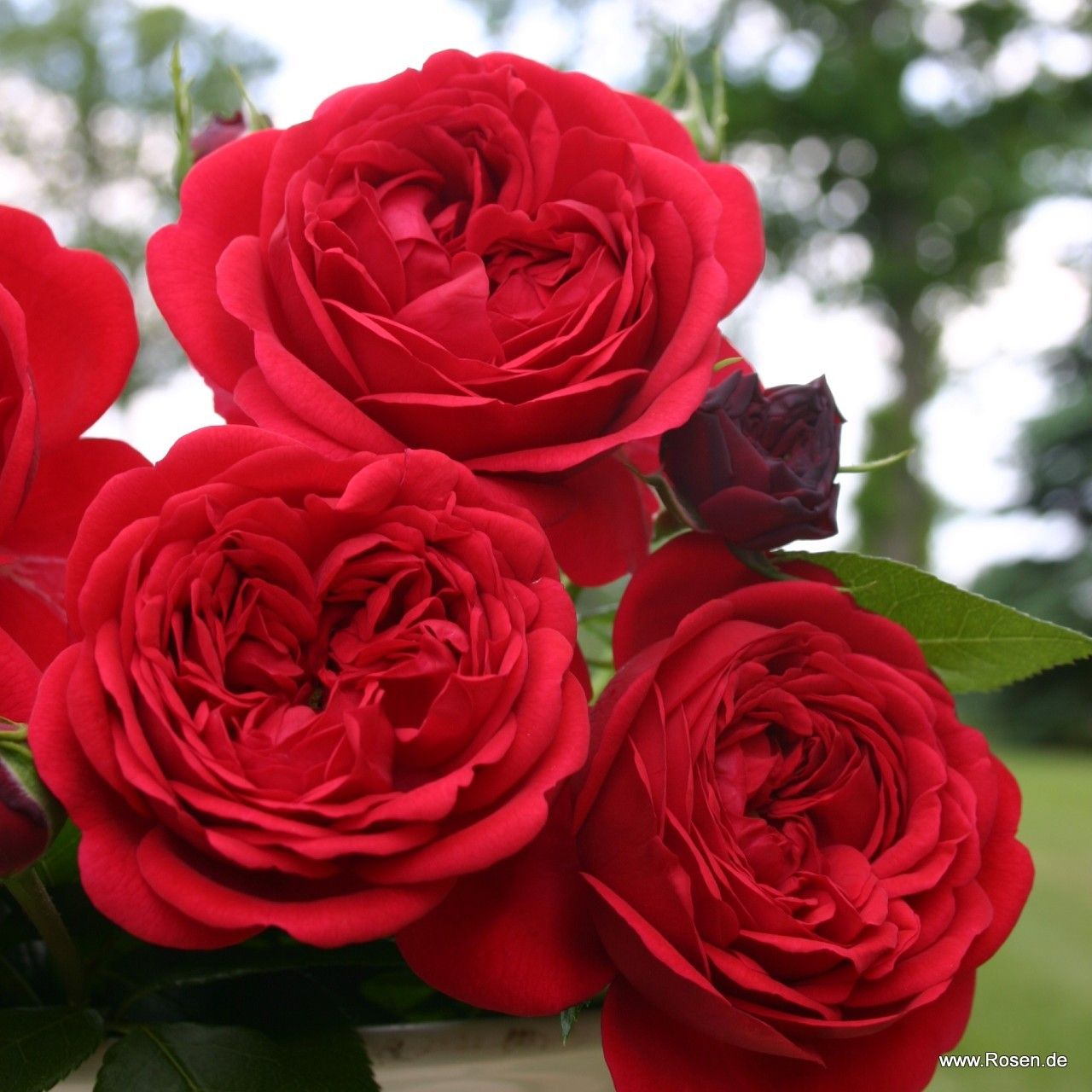Rosa 'Calling You' (Fairytale Roses Collection) - Garden Wildlife