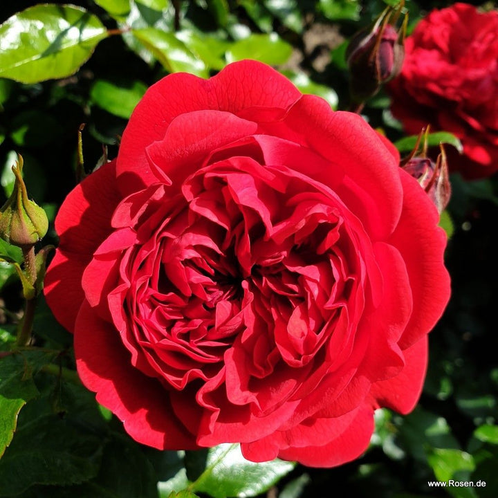 Rosa 'Calling You' (Fairytale Roses Collection)