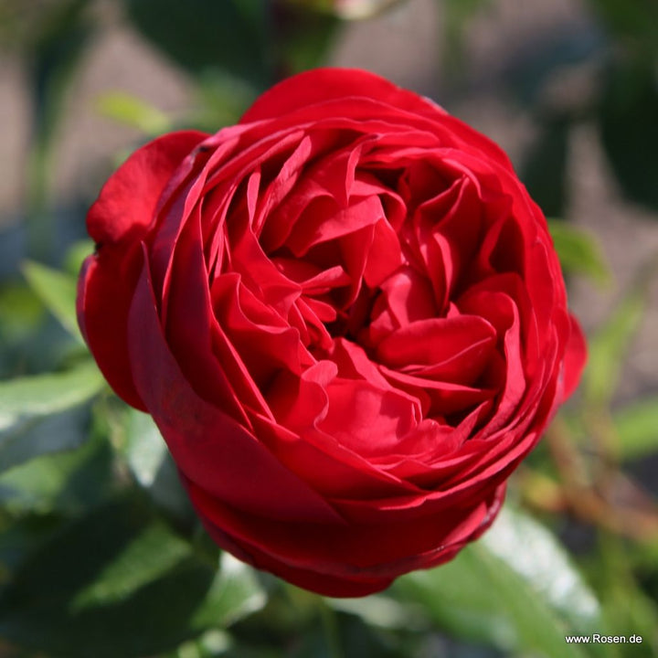 Rosa 'Calling You' (Fairytale Roses Collection)