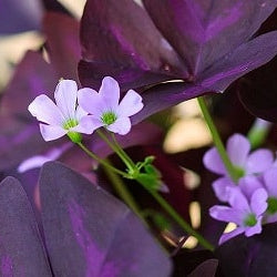 Oxalis triangularis 'Mijke'