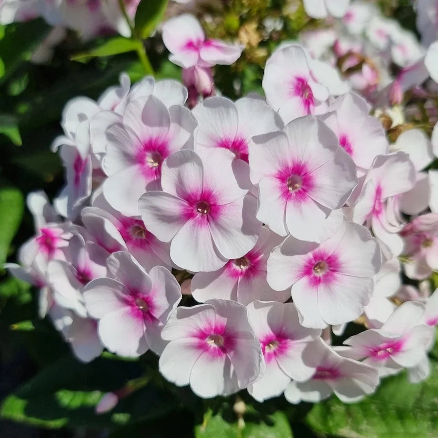 Phlox 'Bullseye' (Bambini Series)