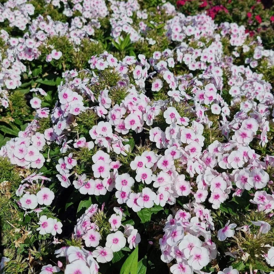 Phlox 'Bullseye' (Bambini Series)