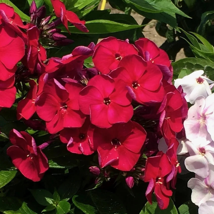Phlox 'Cherry Crush' (Bambini Series)