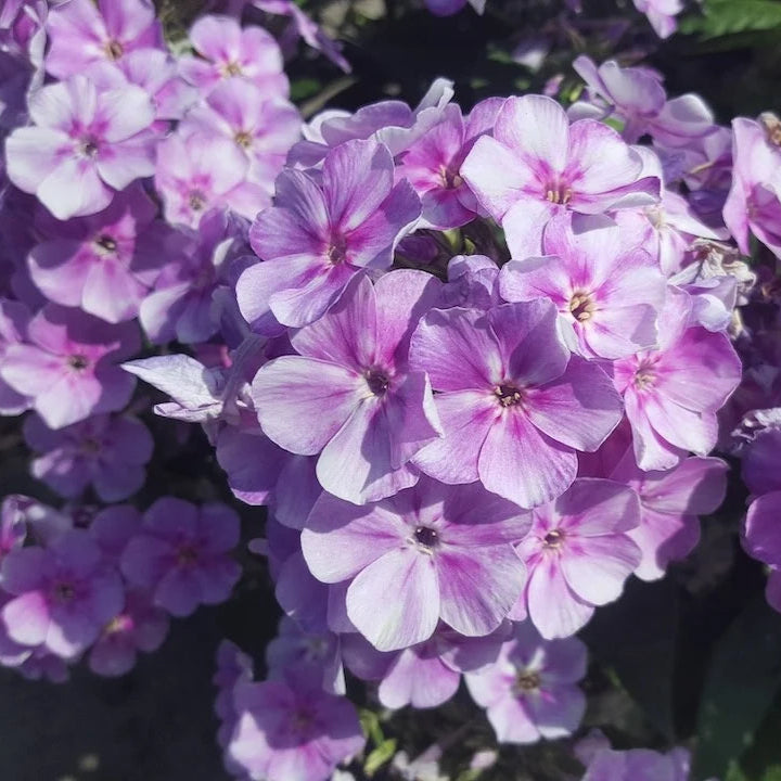 Phlox paniculata 'Lucky Lilac' (Bambini Series)