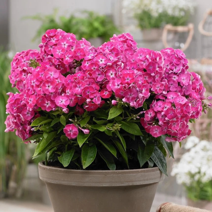 Phlox 'Sweet Tart' (Bambini Series)