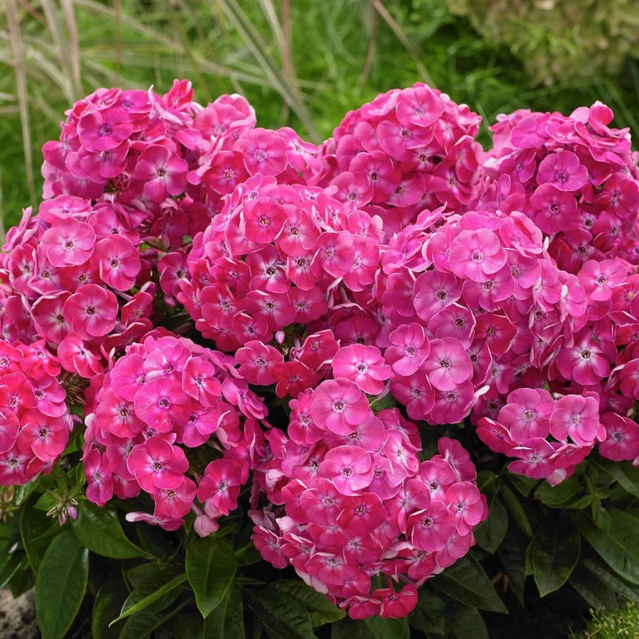 Phlox 'Sweet Tart' (Bambini Series)