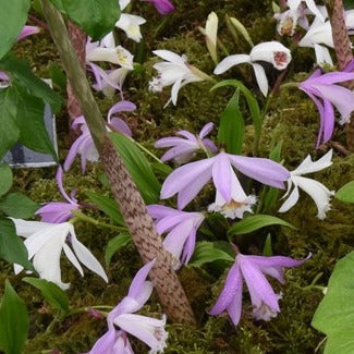 Pleione grandiflora hybrids mixed