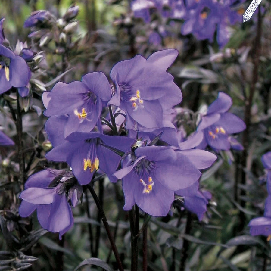 Polemonium yezoense var. hidakanum 'Bressingham Purple'