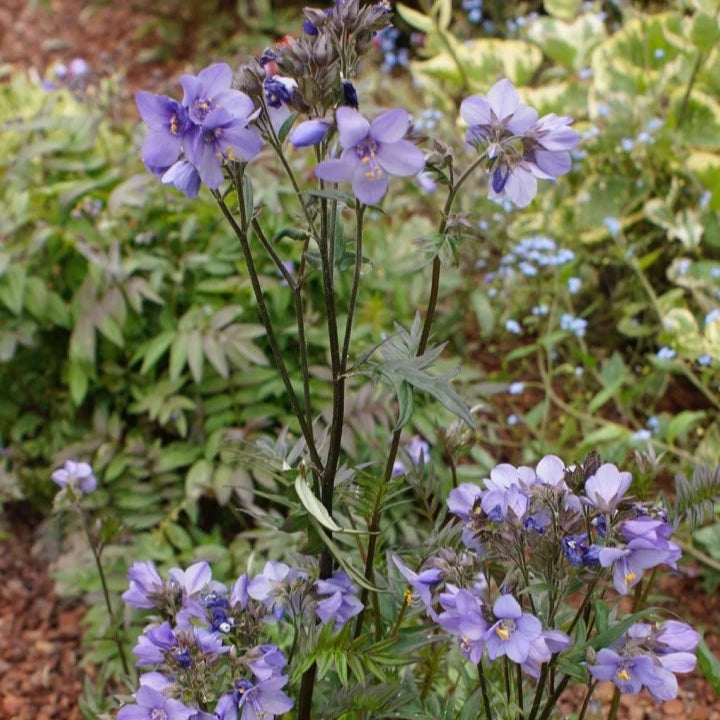 Polemonium yezoense var. hidakanum 'Bressingham Purple'