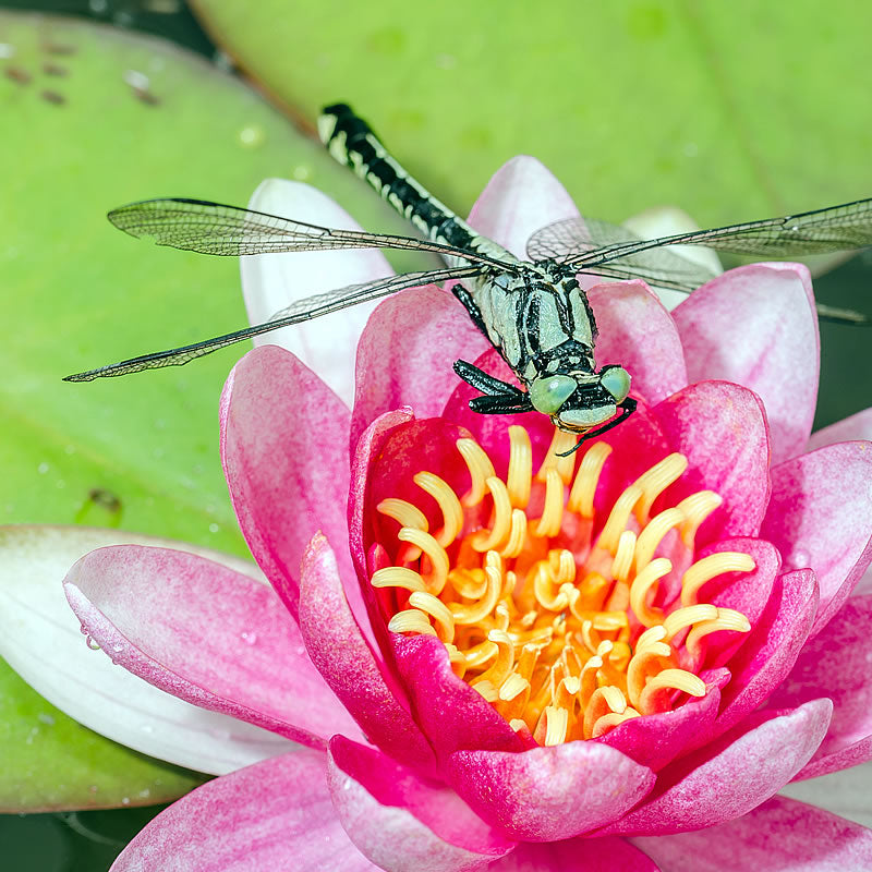 water lily