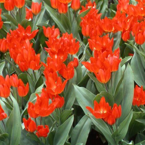 Buy Tulipa praestans 'Fusilier' Bulbs online UK