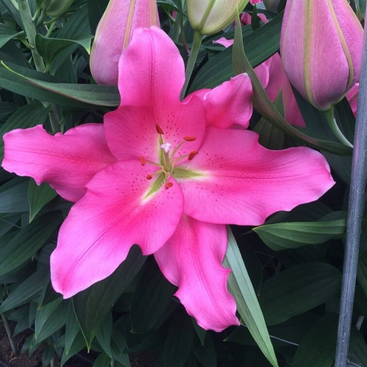 Lilium 'Praiano'