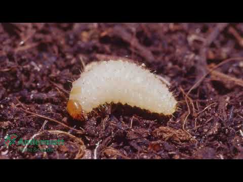 MightyNem Vine Weevil Killer (Parasitic Nematodes - Heterorhabditis bacteriophora)