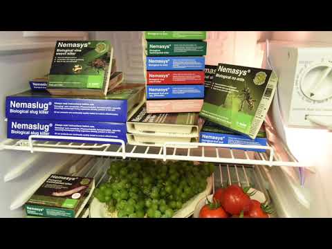 Nemasys Biological Leatherjacket Killer (Steinernema feltiae)