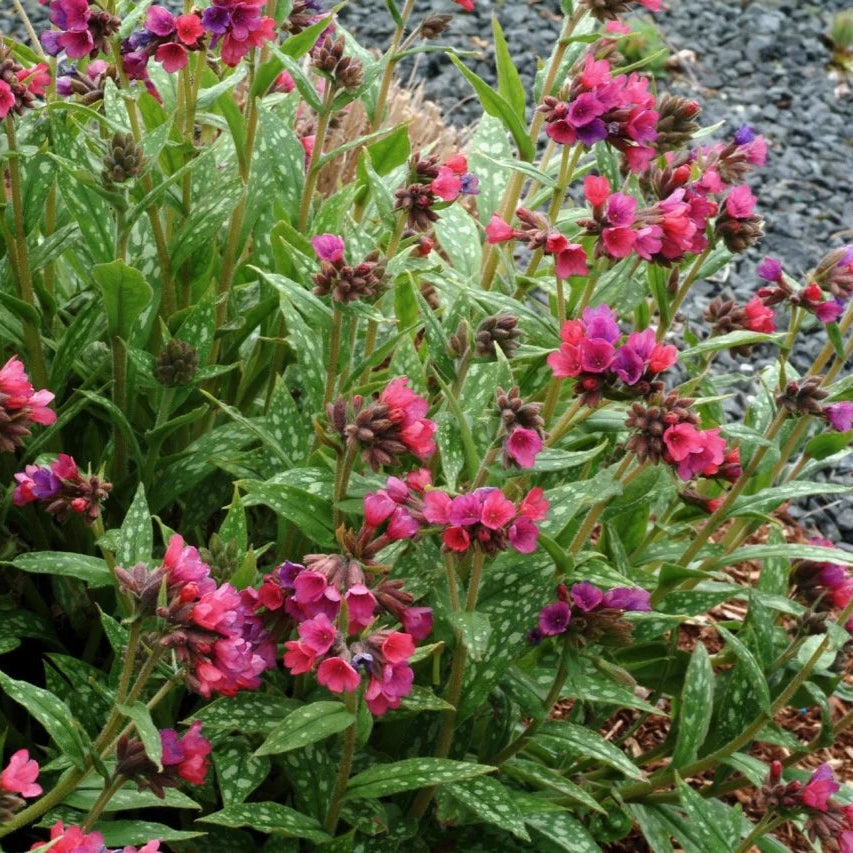 Pulmonaria 'Raspberry Splash'