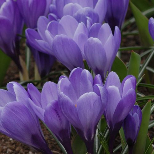 Crocus 'Grand Maitre' Bulbs