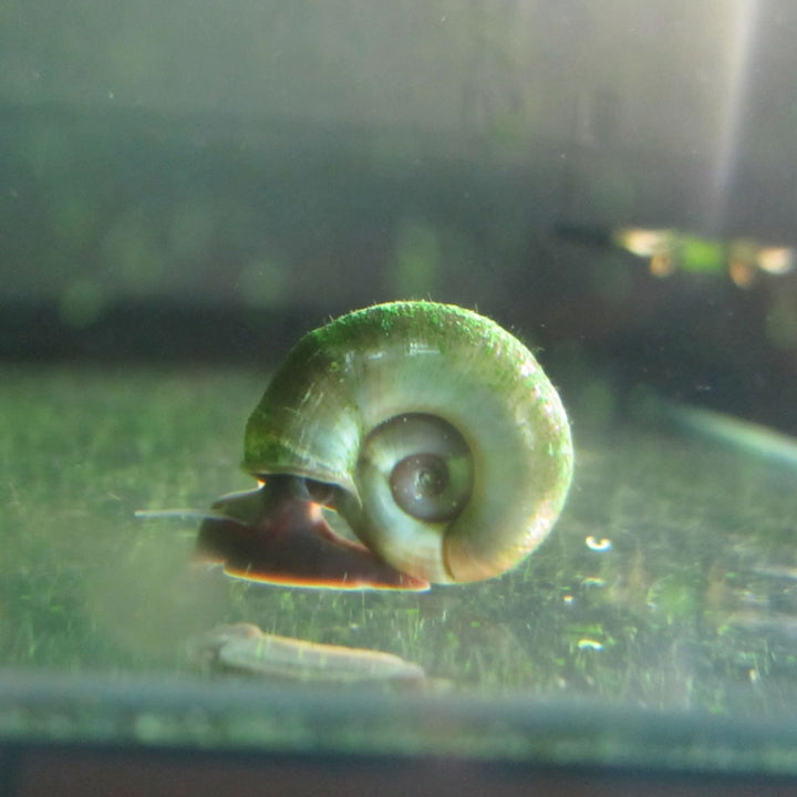 Ramshorn snails (Planorbis corneus) - Pack of 5