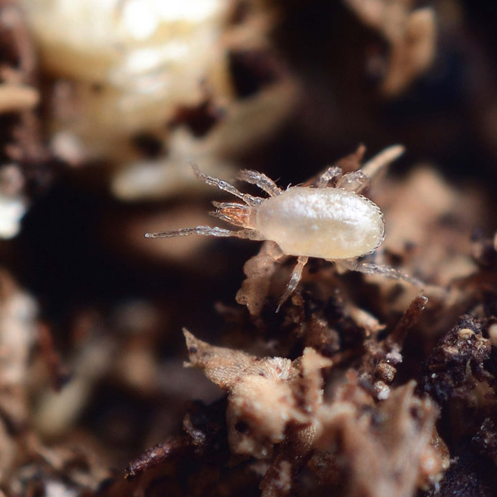 MightyBug Natural Sciarid Fly Killer (Predatory Mite - Hypoaspis miles)