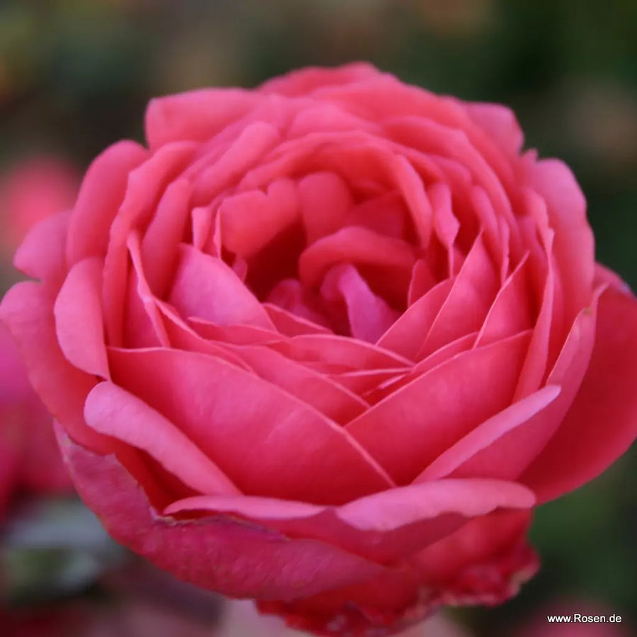 Rosa 'Fruity Parfuma'