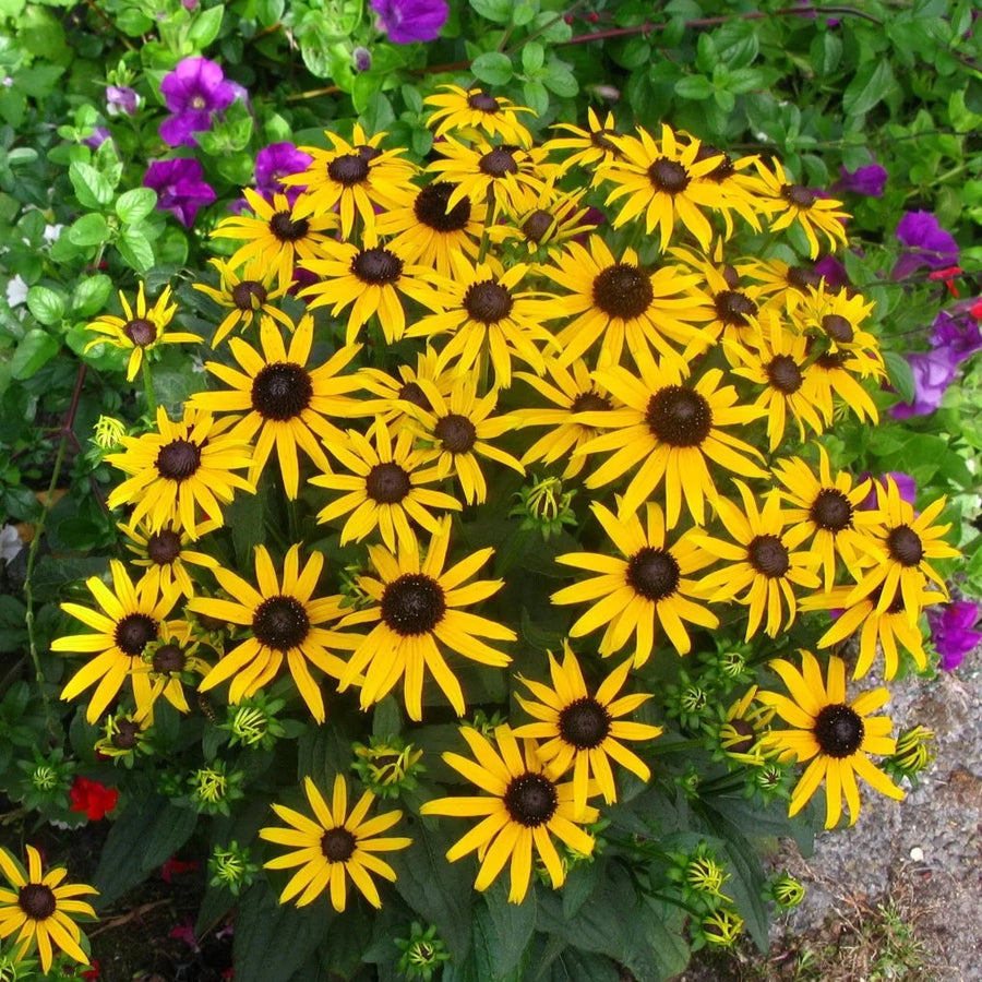 Rudbeckia fulgida 'Little Goldstar'