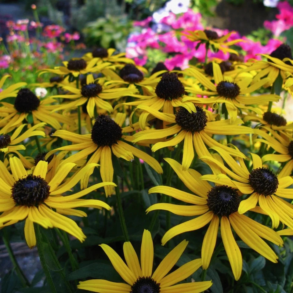 Rudbeckia fulgida 'Little Goldstar'