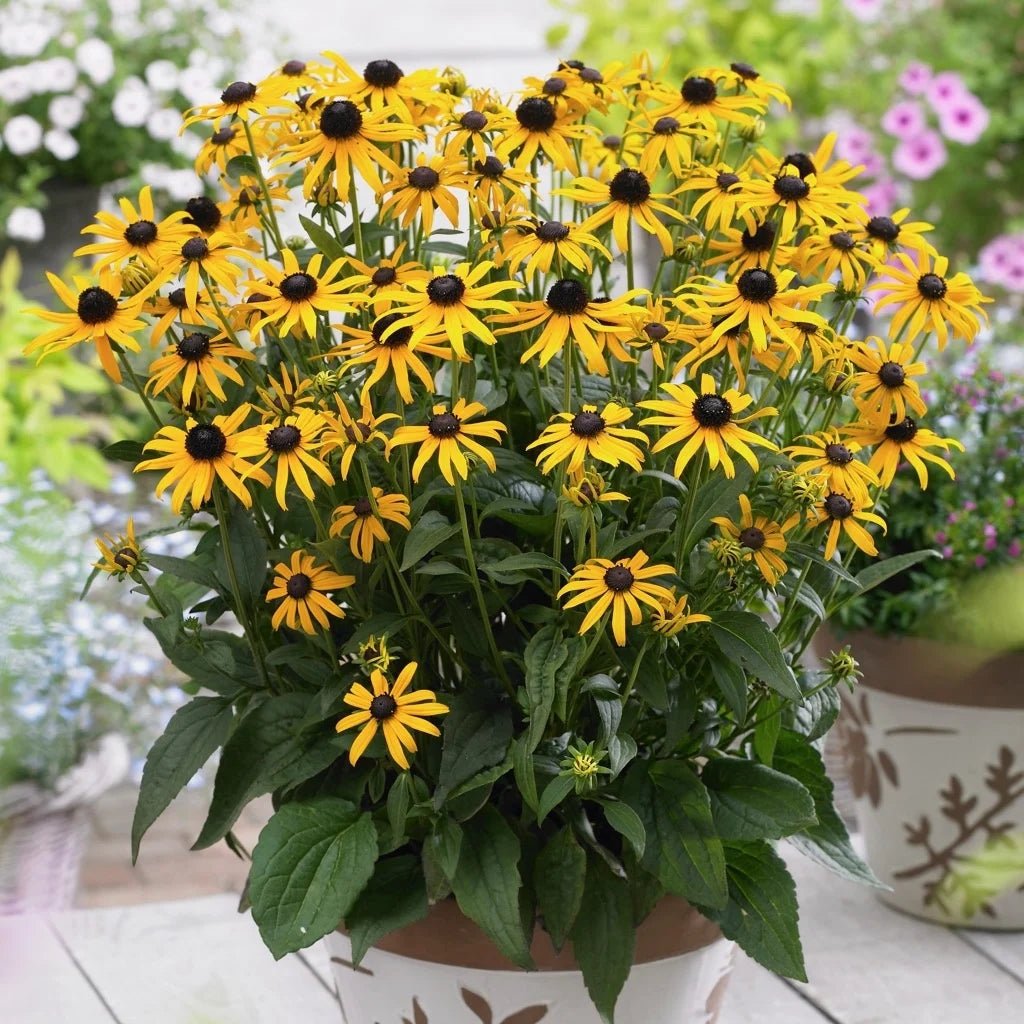 Rudbeckia fulgida 'Little Goldstar'