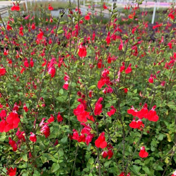 Salvia 'Hot Lips'