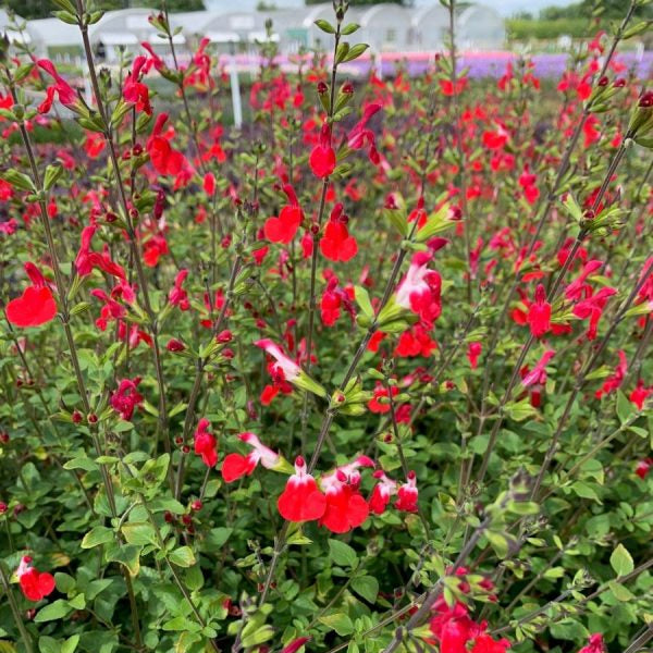 Salvia 'Hot Lips'