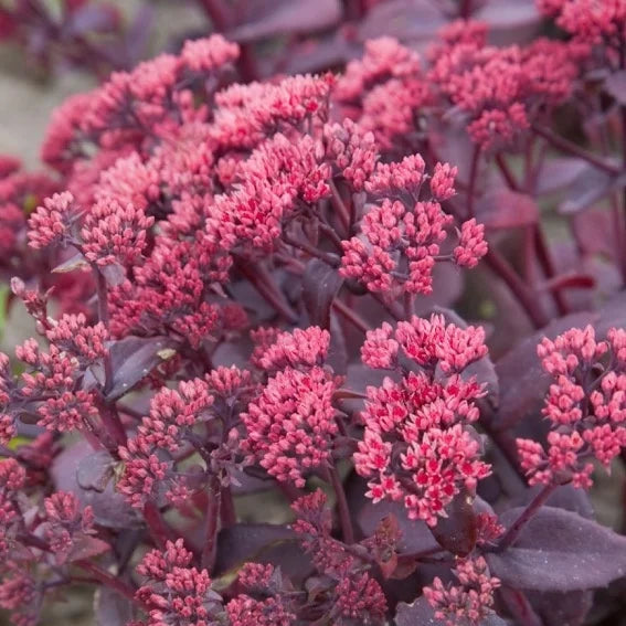 Sedum telephium 'Chocolate Cherry'