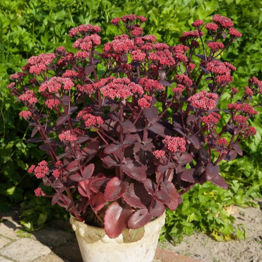 Sedum telephium 'Chocolate Cherry'